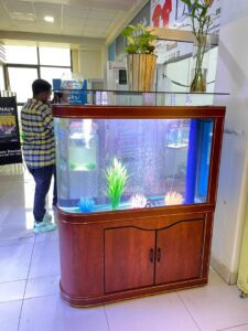 Aquarium with aquatic plants and decorative elements in a modern setting.