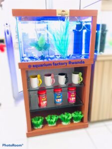 Aquarium display with plants, mugs, and fish food jars at Rwanda's aquarium factory.