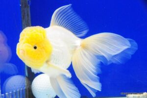 Goldfish with yellow head and flowing fins in an aquarium.