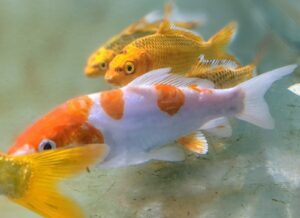 Koi fish swimming in clear water, showcasing vibrant orange, white, and yellow colors.
