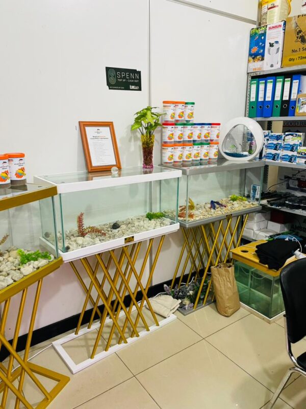 Aquarium Factory Rwanda: Your One-Stop Destination for Aquariums, Fish & Aquatic Décor in Rwanda